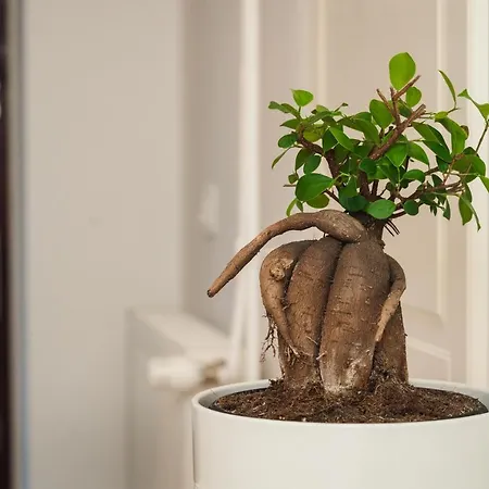 Amfora Maris Apartamento *